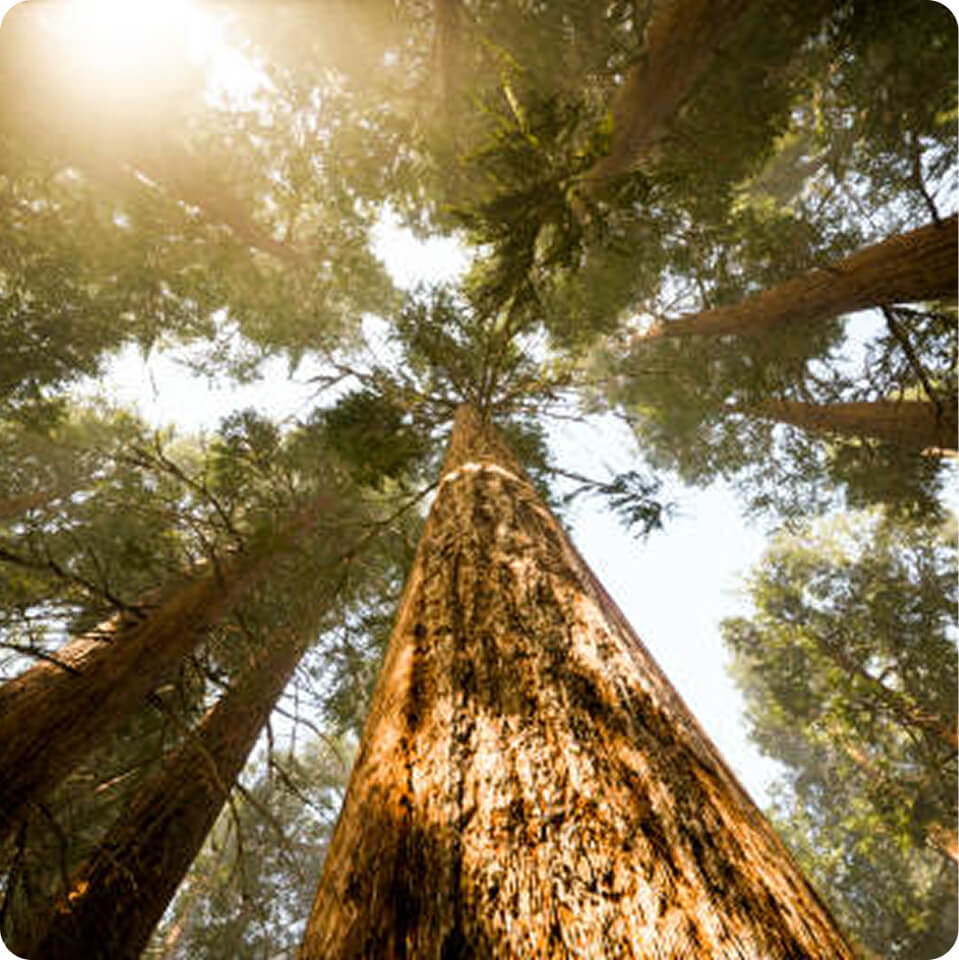 Nature based initiative visual two