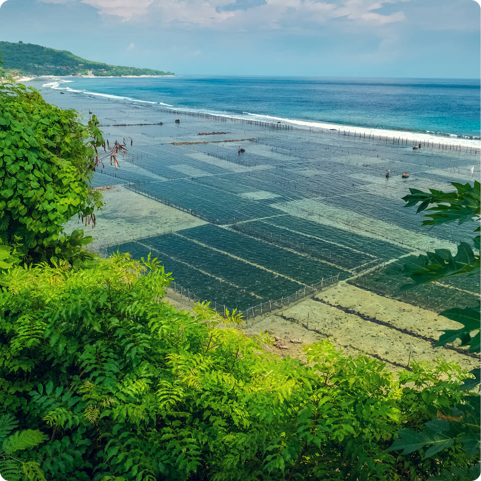 Nature based initiative visual three