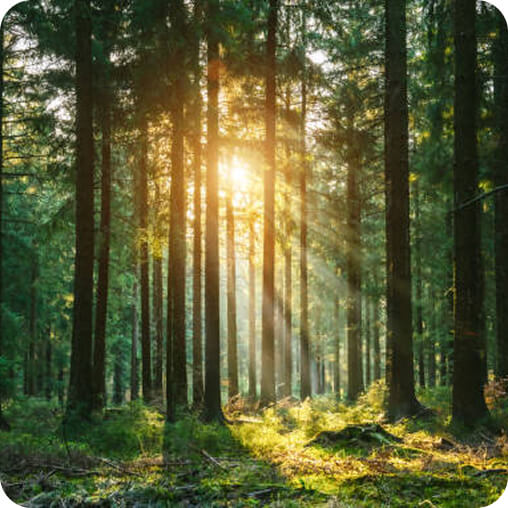 Nature-based solutions visual